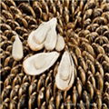 2012 new chinese natural sunflower seeds