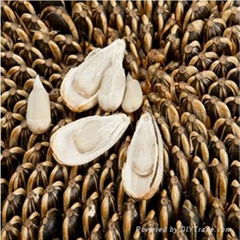 2012 new chinese natural sunflower seeds