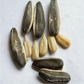 2012 new chinese milky sunflower seeds