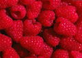 FD IQF raspberry