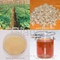 American Ginseng Root Extract 1