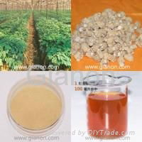 American Ginseng Root Extract