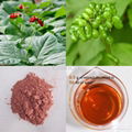  Panax Ginseng Berry  Extract