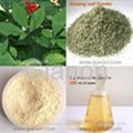 Panax Ginseng Leaf Extract