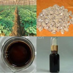 American Ginseng Root Oil
