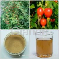 Rose hip Extract