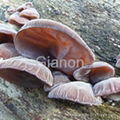 Auricularia auricular Collagen