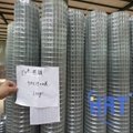 GI welded mesh（factory directly selling） 3