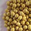 Sell Natural Soybean available for exportation 1