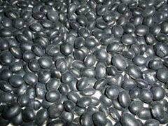 Black soybeans with green kernels new crop 2011 
