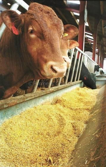 Sell soybean meal, soya bean meal, bean pulp