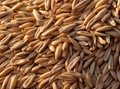 Barley for animal feed 1