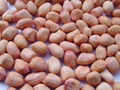 Peanut Color Sorter from Buhler 4