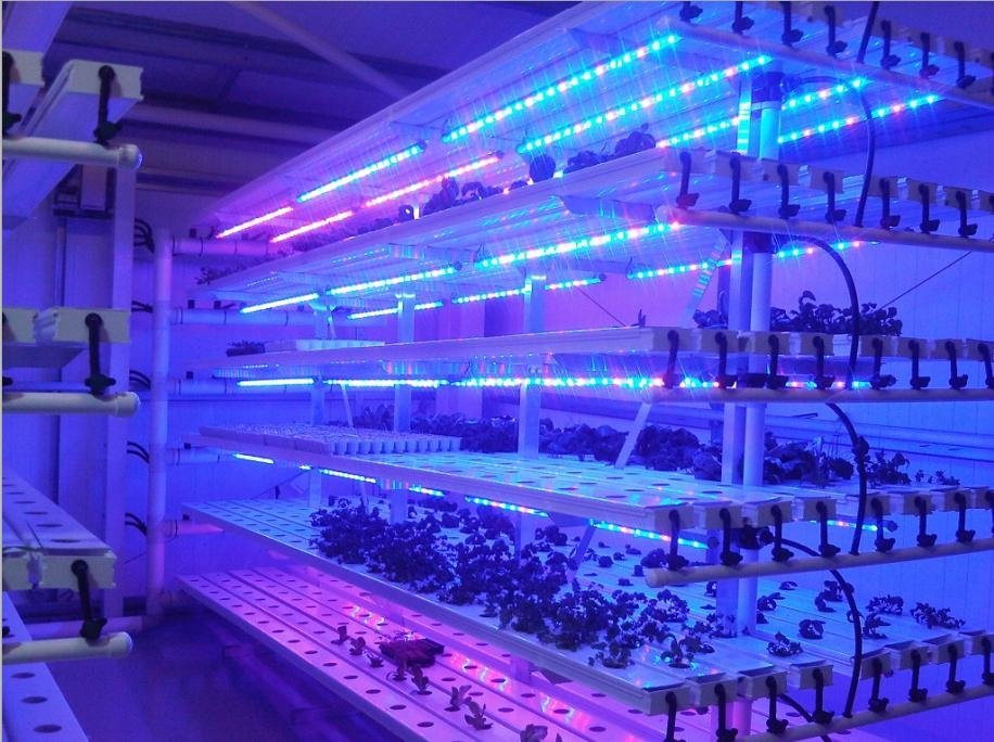 waterproof IP68 high power 36W led plant growing light for greenhouse agricultra 2