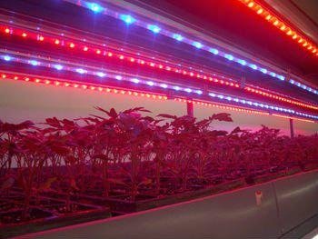 waterproof IP68 high power 36W led plant growing light for greenhouse agricultra 3