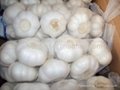 pure white garlic,super white garlic 5