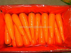 carrot