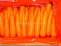 carrot 2