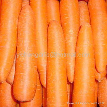 carrot 3