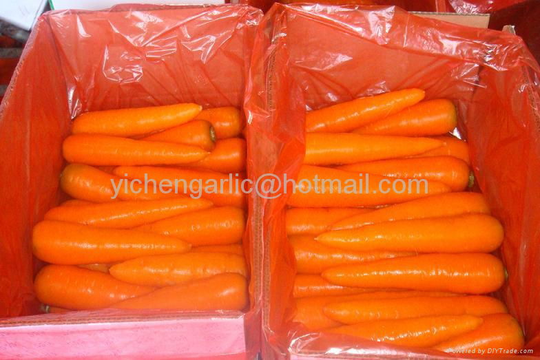 carrot 4