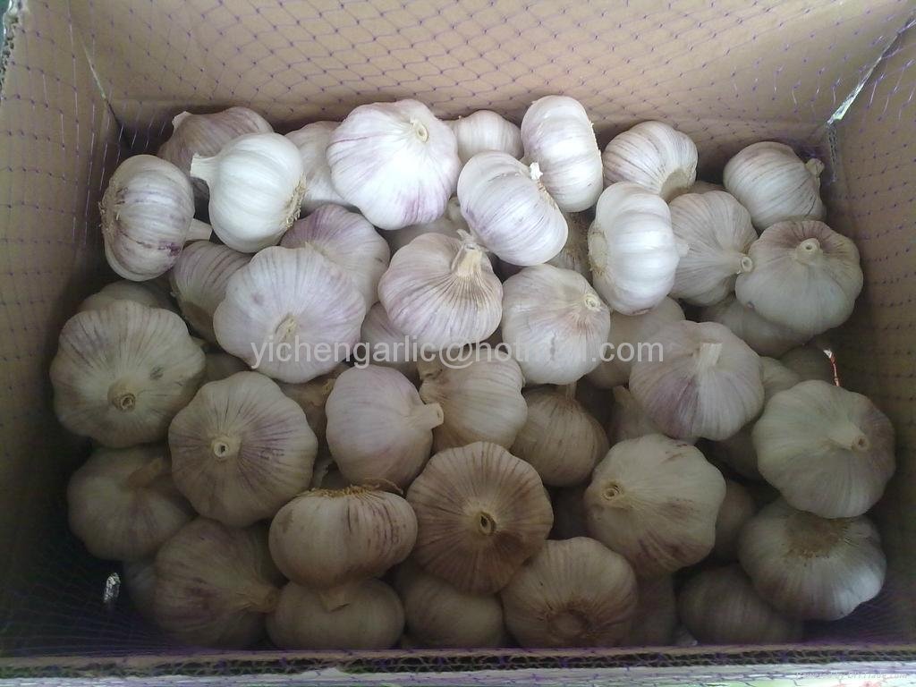 garlic gold supplier 1