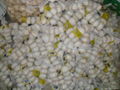 garlic gold supplier 5