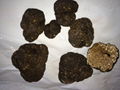 Wild Black Mountain Truffle