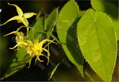 Epimedium Extract