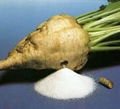 beet sugar 1