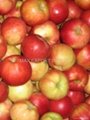 Fresh apples from Poland 2