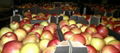 Fresh apples from Poland 3