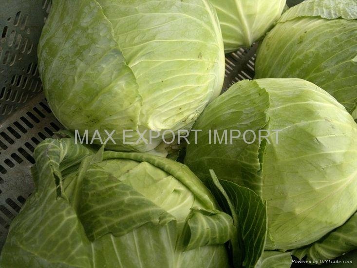 Fresh cabbages from Poland