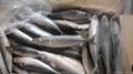 frozen mackerel 300-400g