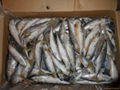frozen mackerel 100-150g