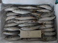 frozen mackerel 150-200g 1