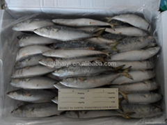 frozen mackerel 150-200g