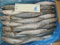 frozen mackerel 200-250g