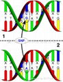 单核苷酸多态性SNP分型