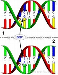 單核苷酸多態性SNP分型