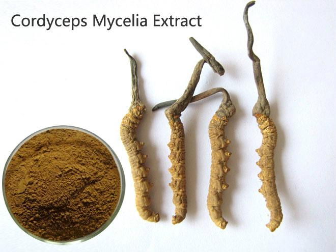 Cordyceps Mycelia Extract