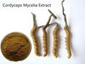 Cordyceps Mycelia Extract 1