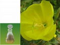 Evening primrose oil 1