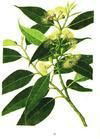 Eucalyptus oil