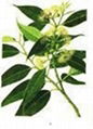 Eucalyptus oil 1