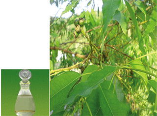 Eucalyptus oil 2