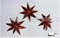 star anise oil 3