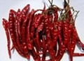 Dry Chili 1