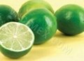 Fresh Lime 1