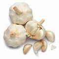 Fresh Garlic 1