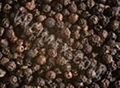 Black Pepper 1